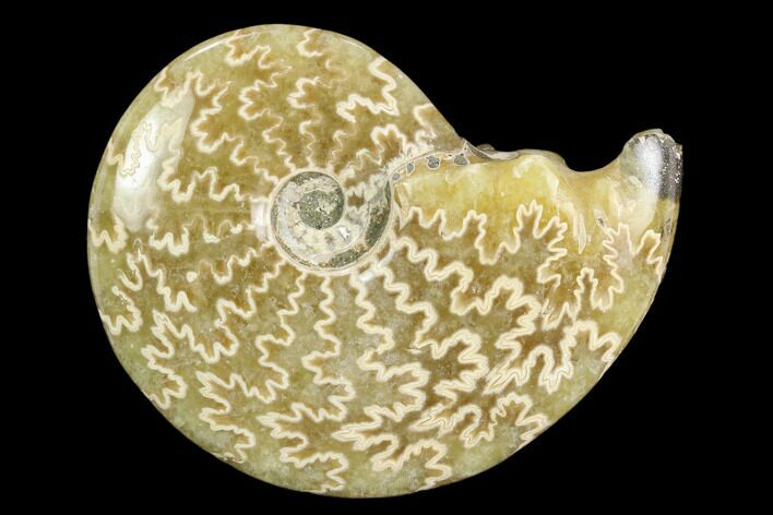 Polished, Agatized Ammonite (Cleoniceras) - Madagascar #117429